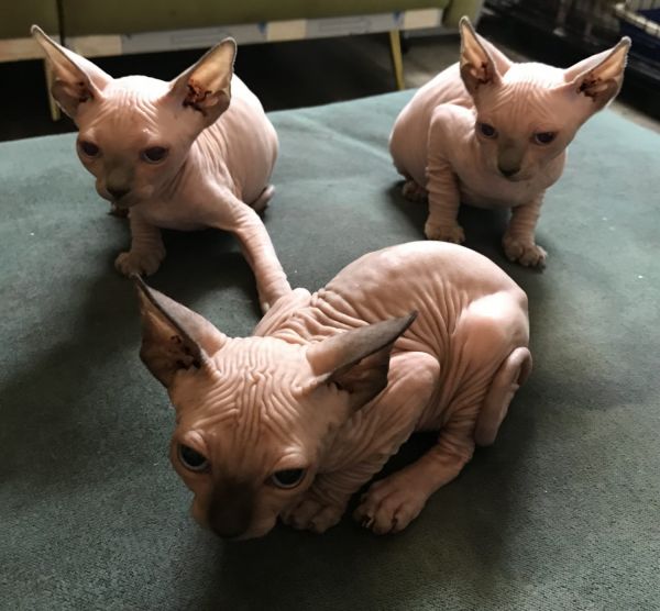 Sphynx kittens tica reg