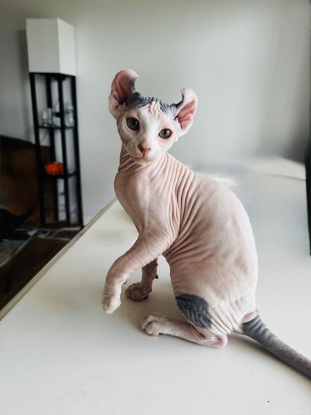 Sphynx Elf