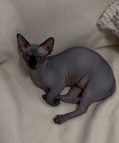 1 1/2 year old bambino