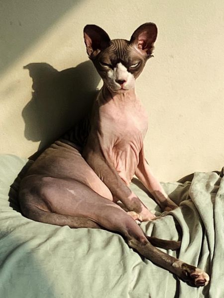 Male sphynx cat