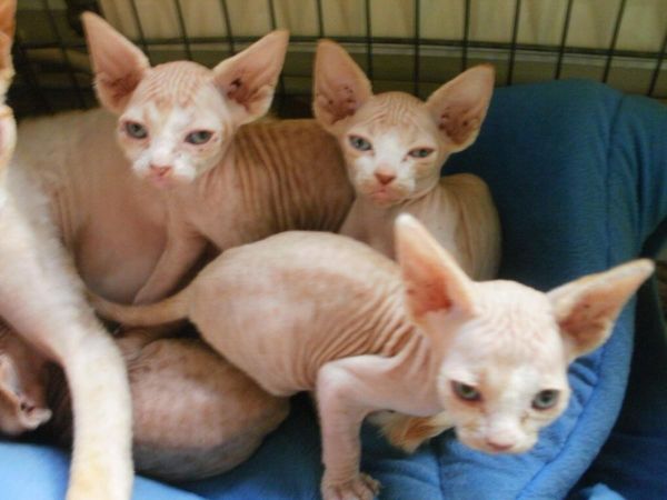 Gorgeous Hairless Sphynx Kittens Ready