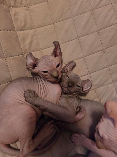 Chatons Sphynx à Réserver – Prêts à Quitter Bientôt ! 🐾