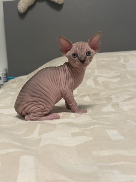 Sphynx boy
