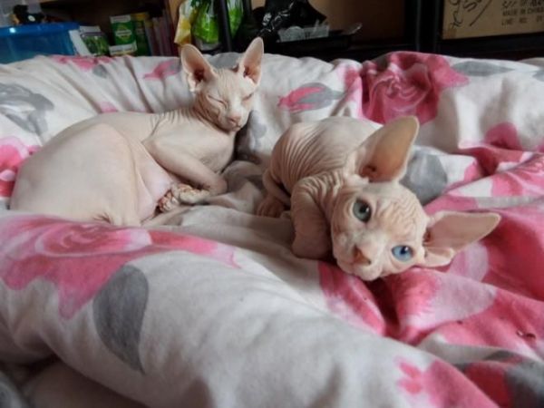 Adorable Sphynx Baby For Adoption (***) *** ***0