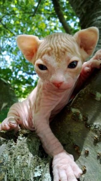 Sphynx Kittens for sale