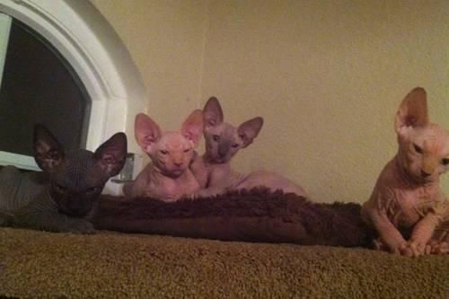 #sphynx #kittens #hairless #cats