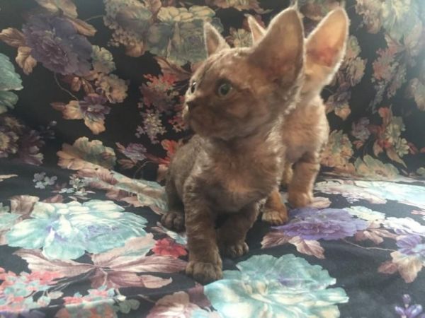 Sphynx Kittens For Reservation.