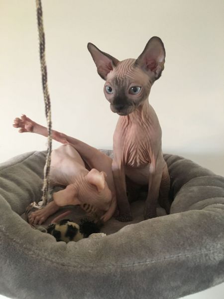 5 Star Sphynx Show Quality Kittens
