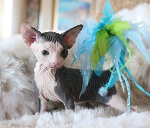 Female purebred Sphynx Kitten