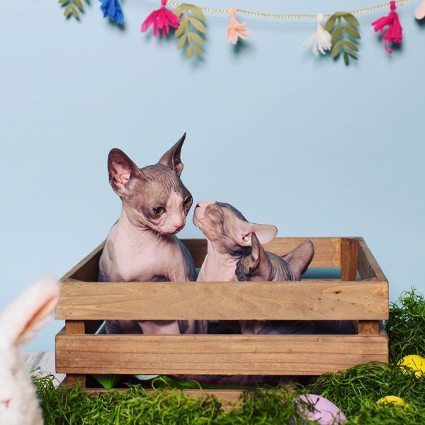 Sphynx, Donskoy Kittens