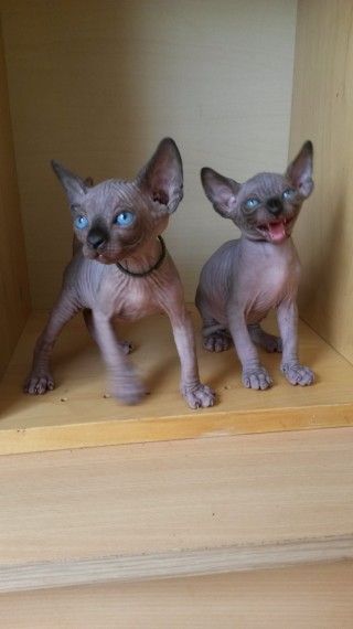 5 star Sphynx kittens for sales