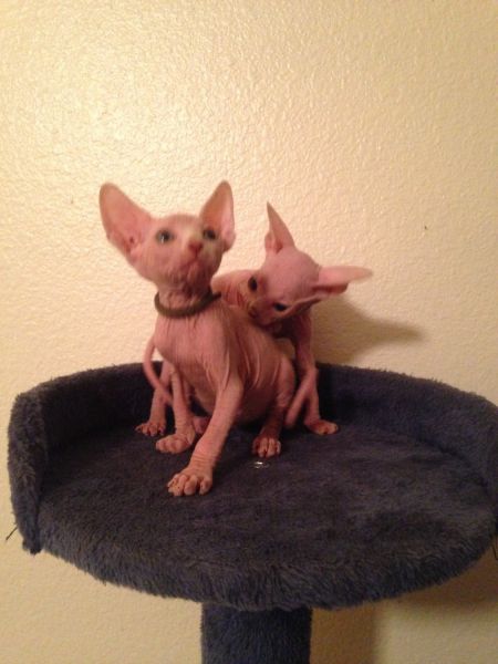 Naked Sphynx Kittens