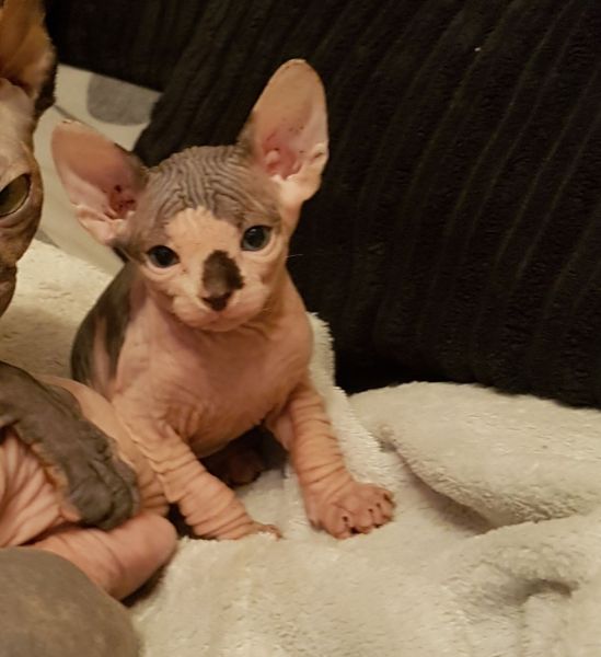 Two Beautiful Sphynx babies