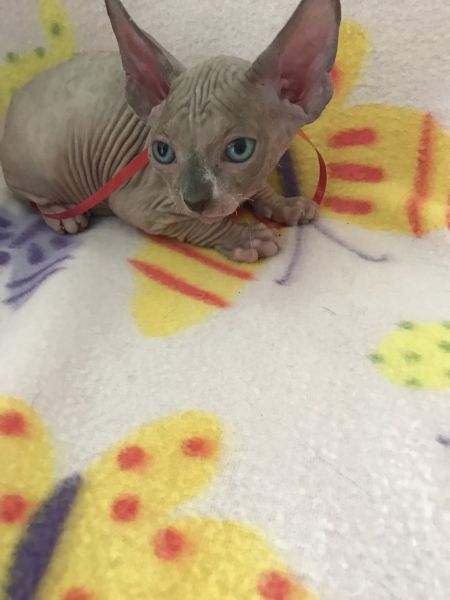 Sphynx kittens