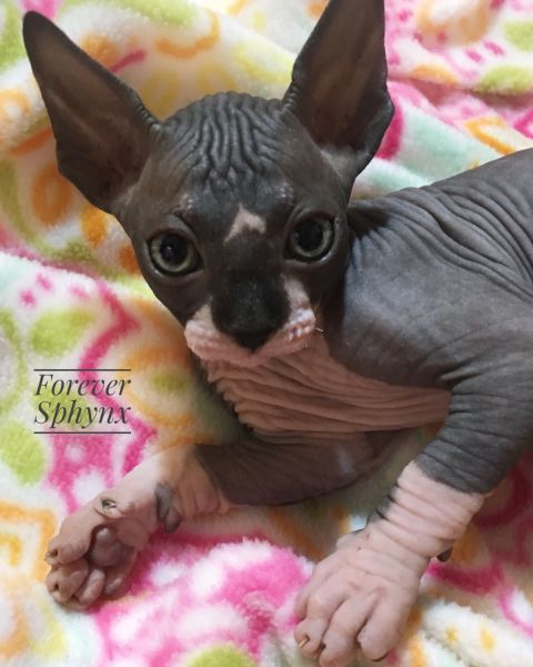 FOREVERSPHYNX HAS A TUXEDO!!