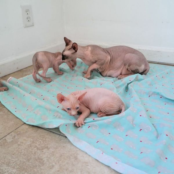 Cute Sphynx Kittens For Sale