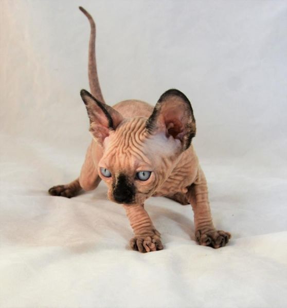 Sphynx Kittens. Tica & Cfa Registered Cattery