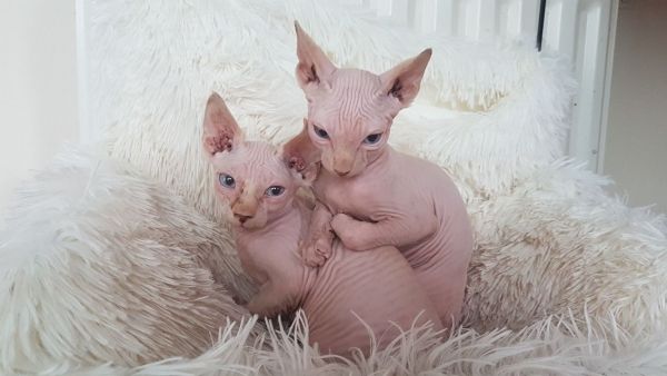 Sphynx kittens for sale