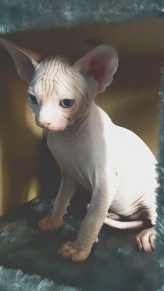 Beautiful Sphynx Male and Female Kittens
