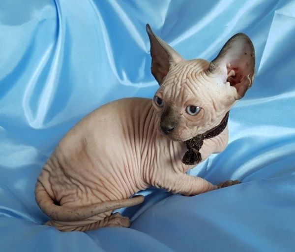 Male and Female Sphynx Kittens