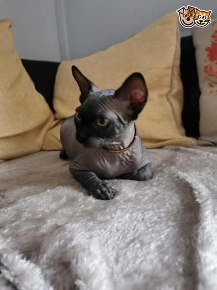 Beautiful Canadian SPHYNX Kittens