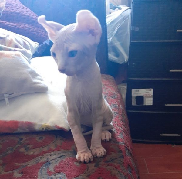4 month old neutered elf eared sphynx