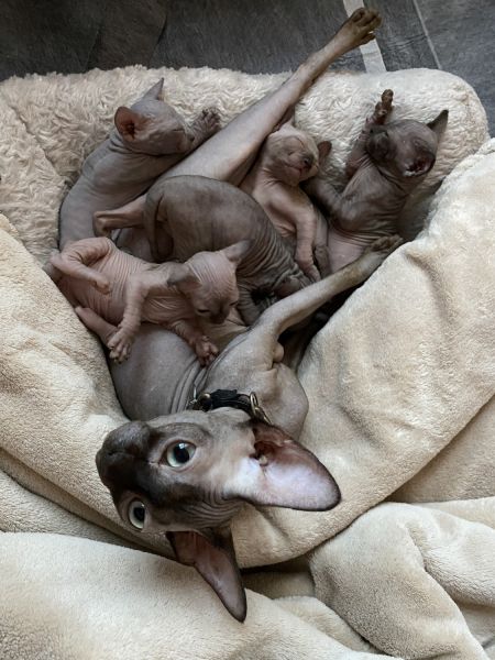 Sphynx kittens