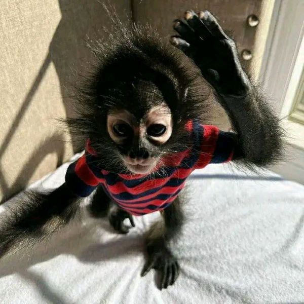 Affectionate healthy baby Spider monkeys available