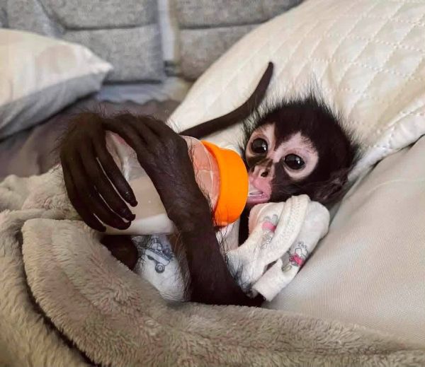 Baby looking for lovely home