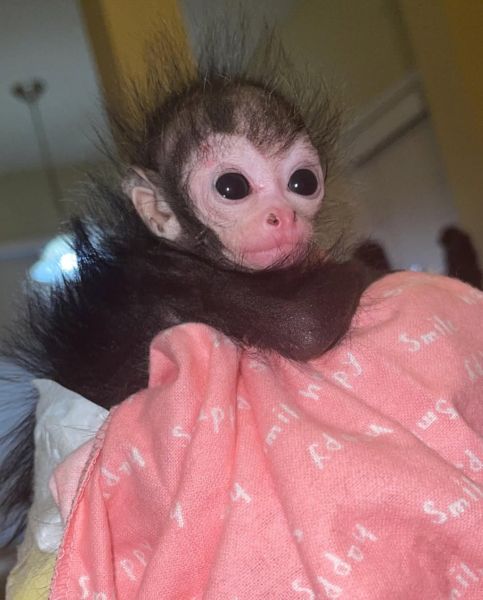 Meet Rosie – A Beautiful Little Soul Ready to Steal Your Heart