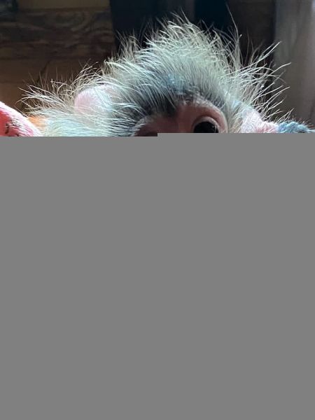 Spider monkey for adoption