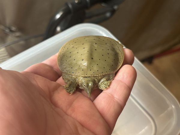 2 baby spiny soft shell turtles