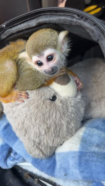 Squirrel Monkey