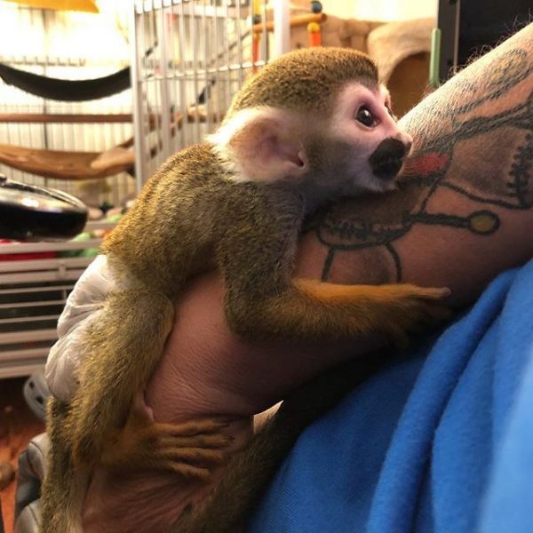 SQUIRREL MONKEYS TEXT +1 ***
