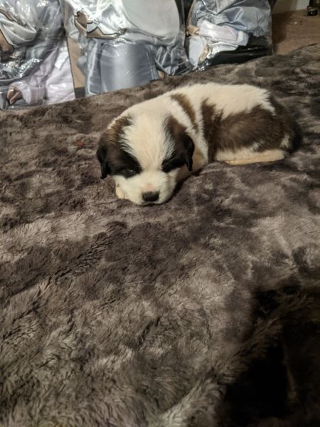 Full blooded St Bernard puppies