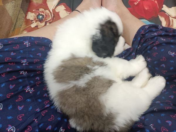 St. Bernard pupp almost 2 months old for sale