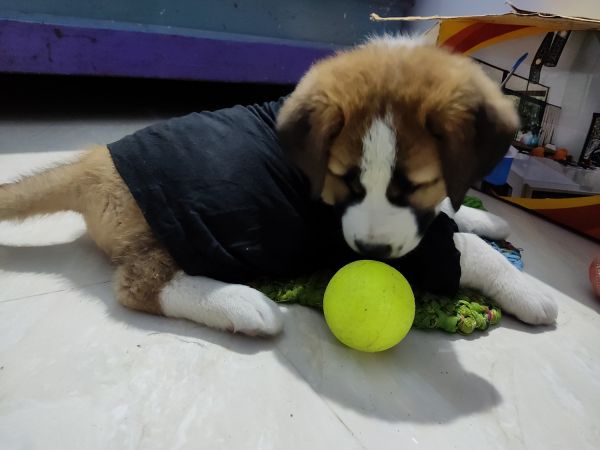 mix St Bernard(20fngrs) is available for adoption