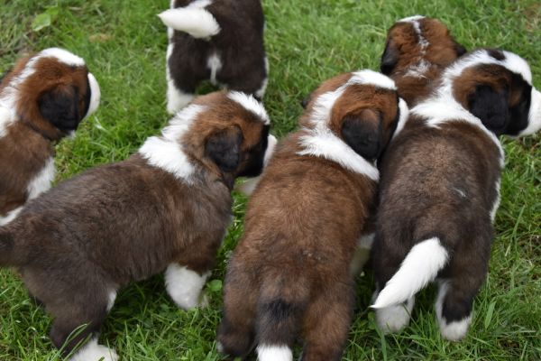Saint Bernard Puppies For Sale