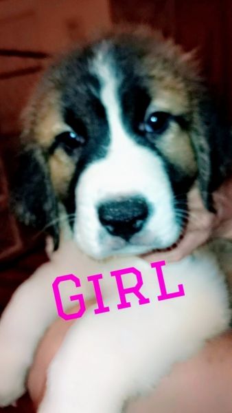 Saint Bernard Puppies