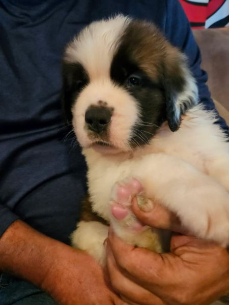 St.Bernard Puppies Registered