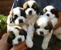 Saint Bernard Puppies for sale