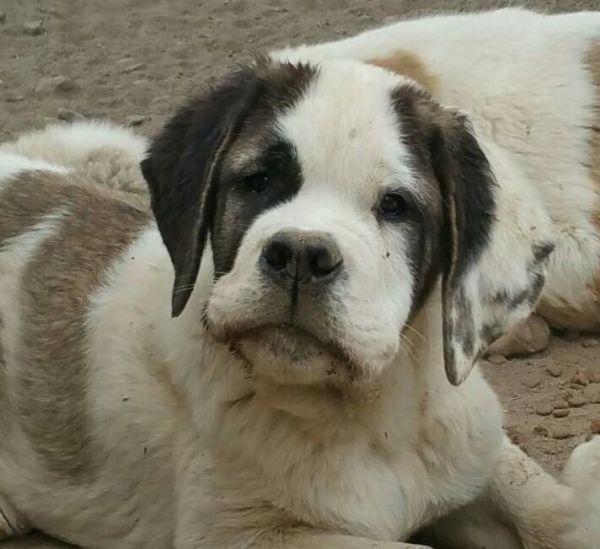 Saint Bernard Puppies 4 months