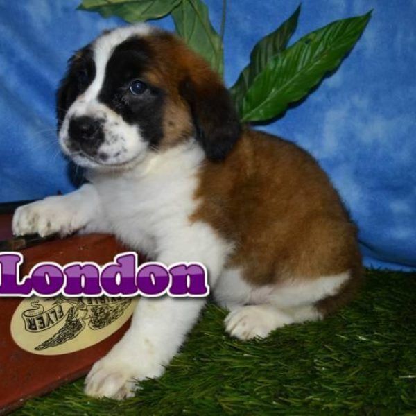 London Female Saint Bernard