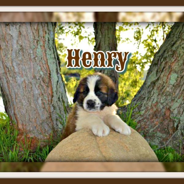 HENRY MALE