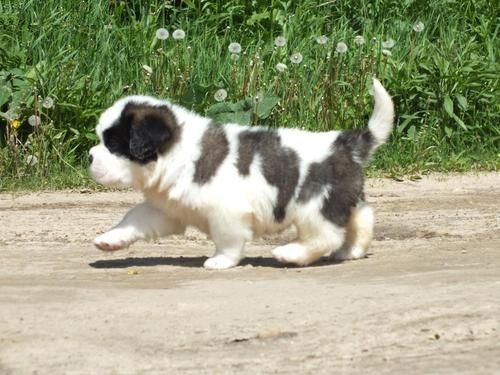 quality st benard pups