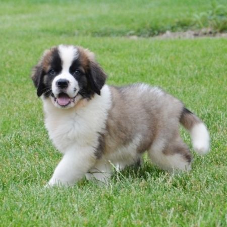 Beautiful Saint Bernard Puppies For Sale. Text (***) ***-***2