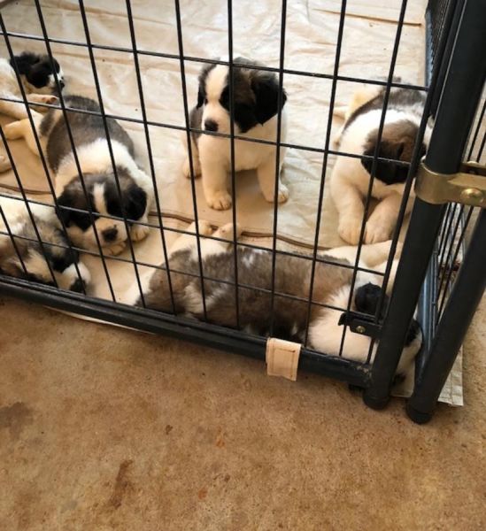Saint Bernard puppies-champion lines