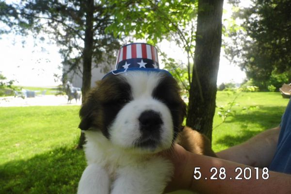 CKC St Bernard Puppies