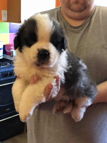 St Bernard girl puppy for adoption
