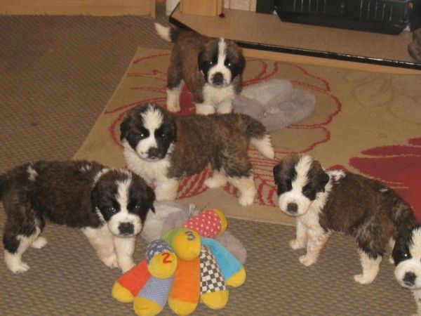 Saint Bernard Puppies Available